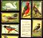 1910  T42/T43 BIRD SERIES GOLD BORDER - Lot of (10) different [#a2]