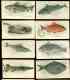 1910 American Tobacco FISH SERIES  -  Lot (20) different