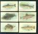 1910 Sweet Caporal/PM FISH SERIES - BLACKFISH (pm/50)