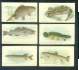 1910 Sweet Caporal/PM FISH SERIES - CARP (sc/50)