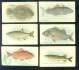 1910 Sweet Caporal/PM FISH SERIES - FLATFISH (pm/100)
