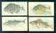 1910 Sweet Caporal/PM FISH SERIES - SHEEPSHEAD (sc/50)