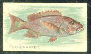 1910 T58 Fish Series (Sweet Caporal/Piedmont)  Baseball card front