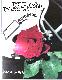 1984 Rose Bowl Program - UCLA vs Illinois - DICK BUTKUS AUTOGRAPHED