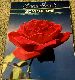  1980 Rose Bowl Program - USC vs Ohio State