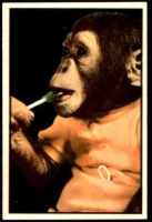 1953 Bowman TV Radio J. Fred Muggs chimpanzee