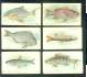 1910 American Tobacco FISH SERIES/ 50 - Porpoise (pm)